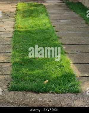 Lumière et ombre sur la pelouse : un tapis vert dans la cour de la maison. Banque D'Images