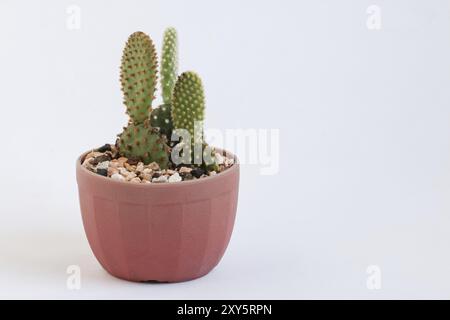 Bébé cactus en joli pot isolé sur fond blanc Banque D'Images