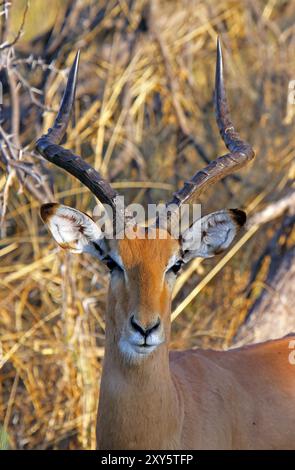 Impala, Moremi Game Reserve Botswana Banque D'Images