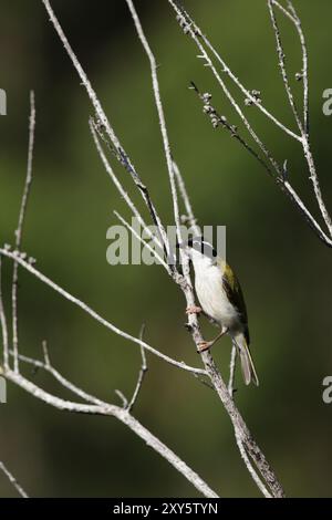 Melithreptus albogularis (Melithreptus albogularis) assis dans un buisson sur Fraser Island, Queensland, Australie. Miel à gorge blanche (Melithreptus Banque D'Images