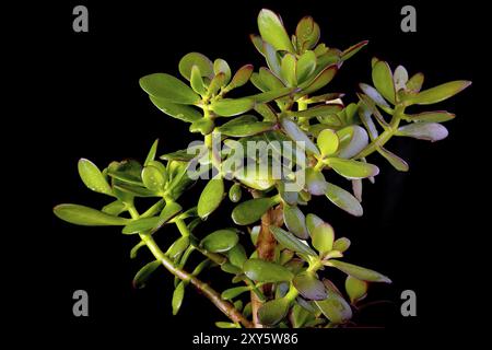 (Crassula ovata) ou plante succulente arbre d'argent gros plan sur fond noir, espace de copie Banque D'Images