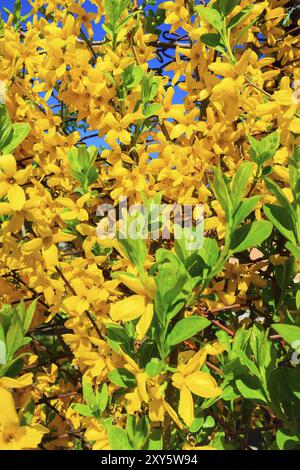 Le jaune printanier (forsythia europaea) fleurit dans un rayon de soleil sur le fond bleu du ciel Banque D'Images