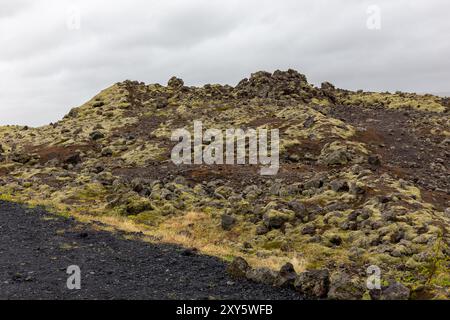 Champ de lave d'Eldhraun (champs de lave de Mossy) dans le sud de l'Islande, lave basaltique gelée recouverte de mousse de frange laineuse verte Banque D'Images