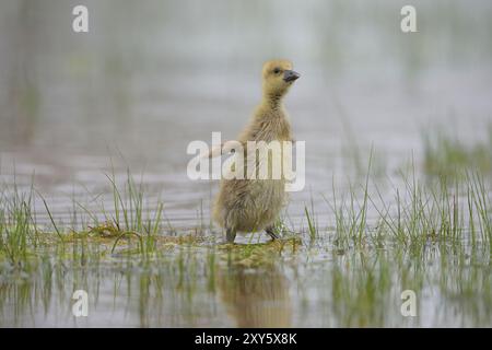 Oie de Greylag (Anser anser), peuplements de poussins dans l'eau, Burgenland, Autriche, Europe Banque D'Images