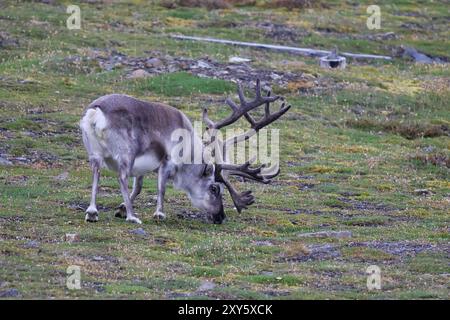 Rennes arctiques dans les montagnes de Longyearbyen, îles Svalbard Banque D'Images