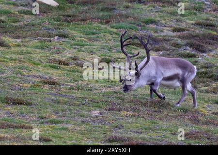 Rennes arctiques dans les montagnes de Longyearbyen, îles Svalbard Banque D'Images