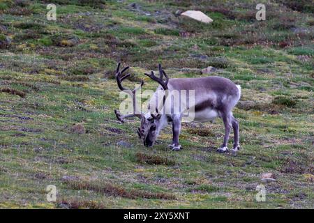 Rennes arctiques dans les montagnes de Longyearbyen, îles Svalbard Banque D'Images