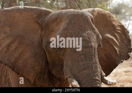 Éléphant du désert dans le lit sec de la rivière Huab, Damaraland, Namibie, ces éléphants se sont adaptés à l'extrême sécheresse de cette région. Le dese Banque D'Images