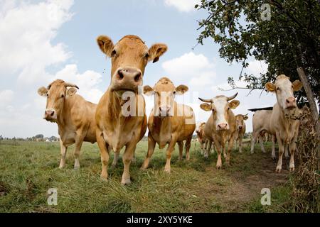 Curieuses vaches dans le pâturage Banque D'Images