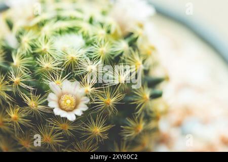 Bébé cactus en joli pot sur bois Banque D'Images