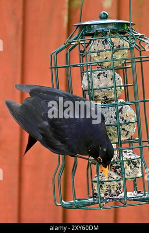 Autour du Royaume-Uni - Blackbird mâle (Turdus merula) sur mangeoire de jardin contenant des boules de graisse Banque D'Images
