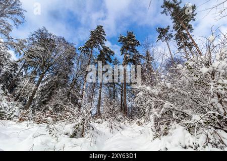 Vue enneigée d'hiver d'une forêt dans les rochers skaly de Prachovske dans la région de Cesky raj (Paradis tchèque), République tchèque Banque D'Images