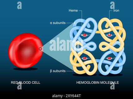 Globules rouges et hémoglobine. Gros plan de la molécule d'hémoglobine avec des sous-unités, fer et hème. Structure de l'hémoglobine humaine. Affiche vectorielle. F isométrique Illustration de Vecteur