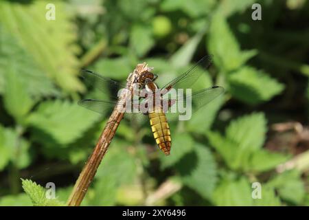 Large-corsé Chaser Dragonfly femelle repos - Libellula depressa, Somerset, Royaume-Uni Banque D'Images