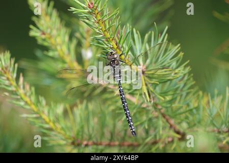 Hawker commun ou Moorland Hawker Dragonfly mâle immature - Aeshna juncea Banque D'Images