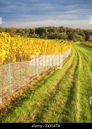 Vignobles en automne à des produits Georgen près d'Eisenstadt Banque D'Images