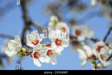 Dans le Burgenland, fleur d'amandier Banque D'Images