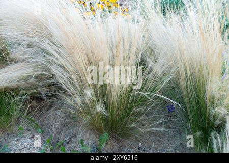 Stipa tenuissima Pony Tails poussant dans le gravier Nassella Ponytail Ponytail Ponytail, Finestem Needlegrass Mexican Feathergrass Banque D'Images