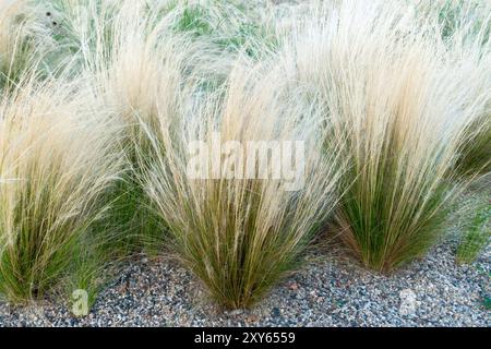 Stipa tenuissima Pony Tails Nassella Ponytail Ponytail Ponytail Ponytail, Finestem Needlegrass mexicain poussant dans le gravier Banque D'Images