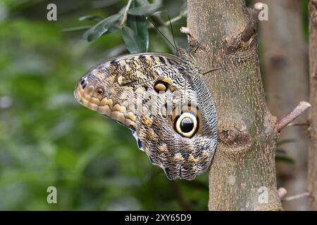 Peleides Blue Morpho (Morpho peleides) se trouve sur une tige de plante, occurrence America Banque D'Images