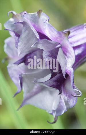 Ballerine violette, fleur en gros plan de pétales blancs et violets. Alson connu sous le nom de trompette du diable (Datura metel fastuosa) ou trompette d'ange Banque D'Images