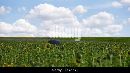 Parapluie noir dans un champ de tournesols. Nuages blancs gonflés en arrière-plan. Banque D'Images