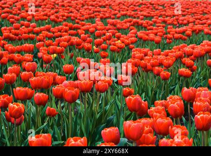 Champ de tulipes à fleurs rouges au printemps Banque D'Images