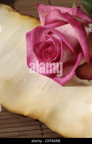 Rose rose sur papier parchemin vieilli lettre d'amour conceptuel artistique nature morte fond Banque D'Images