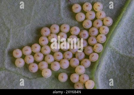 Gros oeufs de papillon blanc (Pieris brassicae), sur la face inférieure d'une feuille de chou, Cornouailles, Royaume-Uni. Banque D'Images