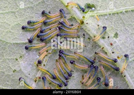 Grand papillon blanc (Pieris brassicae), chenilles nouvellement éclos sur la face inférieure d'une feuille de chou, Cornwall, Royaume-Uni. Banque D'Images