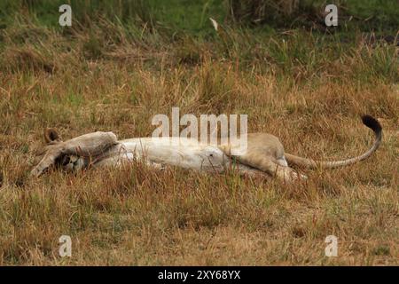 Lionne (Panthera leo) paresseuse dans l'herbe dans le delta de l'Okavango, Botswana, Afrique Banque D'Images