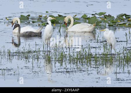 Cygnus olor, Grande aigrette, Casmerodius albus, Grande aigrette blanche en haute-Lusace Banque D'Images