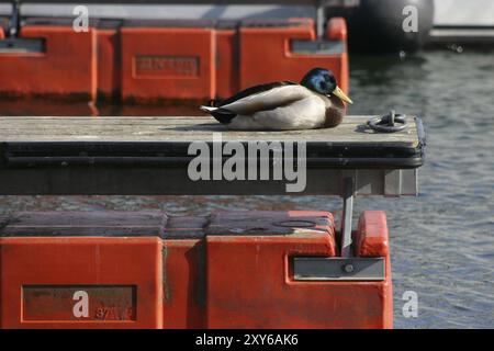 Mallard prenant une pause sur une jetée Banque D'Images