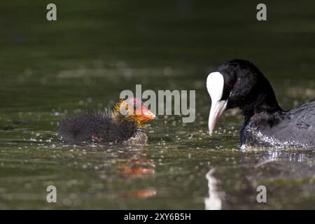 Blaesshuhn, Fulica atra, coot eurasien Banque D'Images