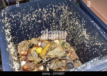 Propre vie dans un bac à compost Banque D'Images