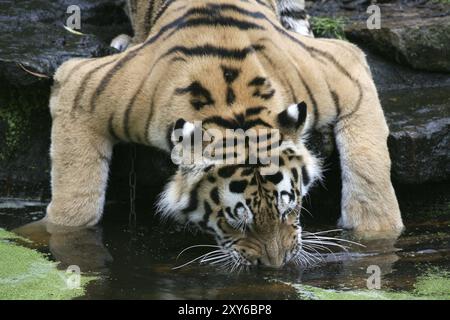 Boire du tigre de Sibérie Banque D'Images