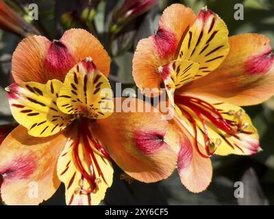 Lys péruviens, lys péruviens (Alstroemeria aurea) Banque D'Images