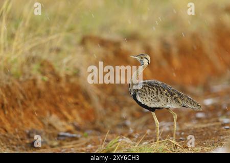 Outarde à ventre noir (Eupodotis melanogaster), réserve de chasse d'Ithala, Louwsburg, KwaZulu-Natal, Afrique du Sud, Afrique Banque D'Images