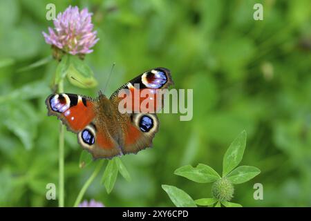 Papillon paon sur une fleur, papillon paon sur une fleur Banque D'Images