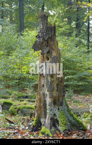 Old Dead Tree, parc naturel Spessart, Bavière Old Mossy Tree tronc dans la forêt de hêtres (Fagus sylvatica), Spessart, Bavière, Allemagne, Europe Banque D'Images