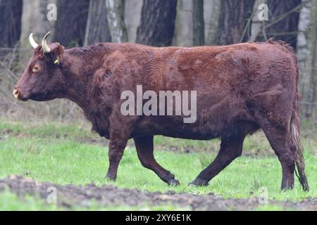 Vaches Salers dans les montagnes françaises. Saler vache mangeant Banque D'Images