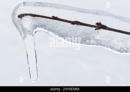 Branche couverte de glace, Norrbotten, Laponie, Suède, janvier 2016, Europe Banque D'Images