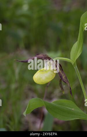 Pantoufle de dame, Cypripedium calceolus, vert, dames pantoufle orchidée Banque D'Images