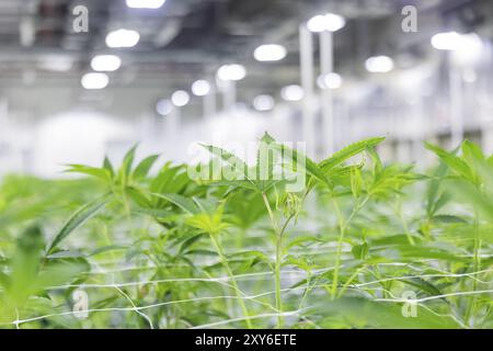 DEU/Saxe/Ebersbach le producteur de cannabis saxon Demecan est aujourd’hui la première entreprise allemande à être autorisée à cultiver du cannabis médicinal inalement Banque D'Images