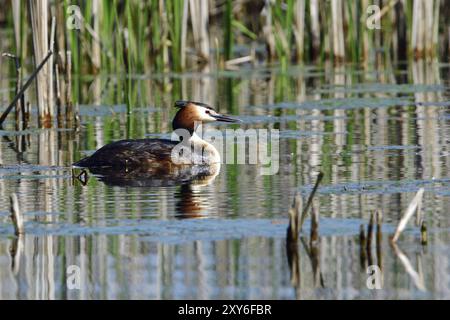 Grand grebe à crête nageant dans un lac. Mâle grand grebe à crête dans le soleil du matin Banque D'Images