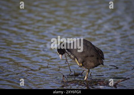 Blaesshuhn, Fulica atra, coot eurasien Banque D'Images