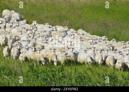 Little White Polled Heath court sur un pré Banque D'Images