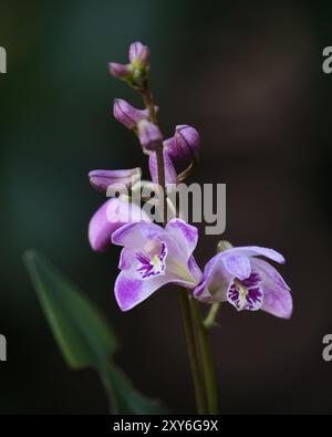 Orchidée de roche rose Banque D'Images