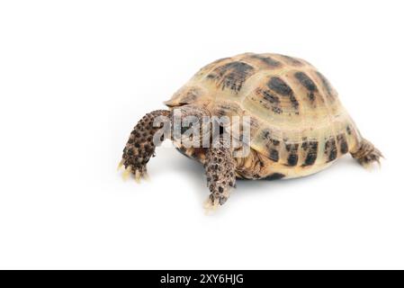 Tortue asiatique (russe) sur fond blanc Banque D'Images