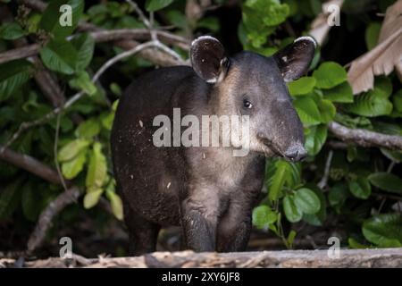 Tapir de Baird (Tapirus bairdii), juvénile, dans la forêt tropicale, parc national du Corcovado, Osa, province de Puntarena, Costa Rica, Amérique centrale Banque D'Images